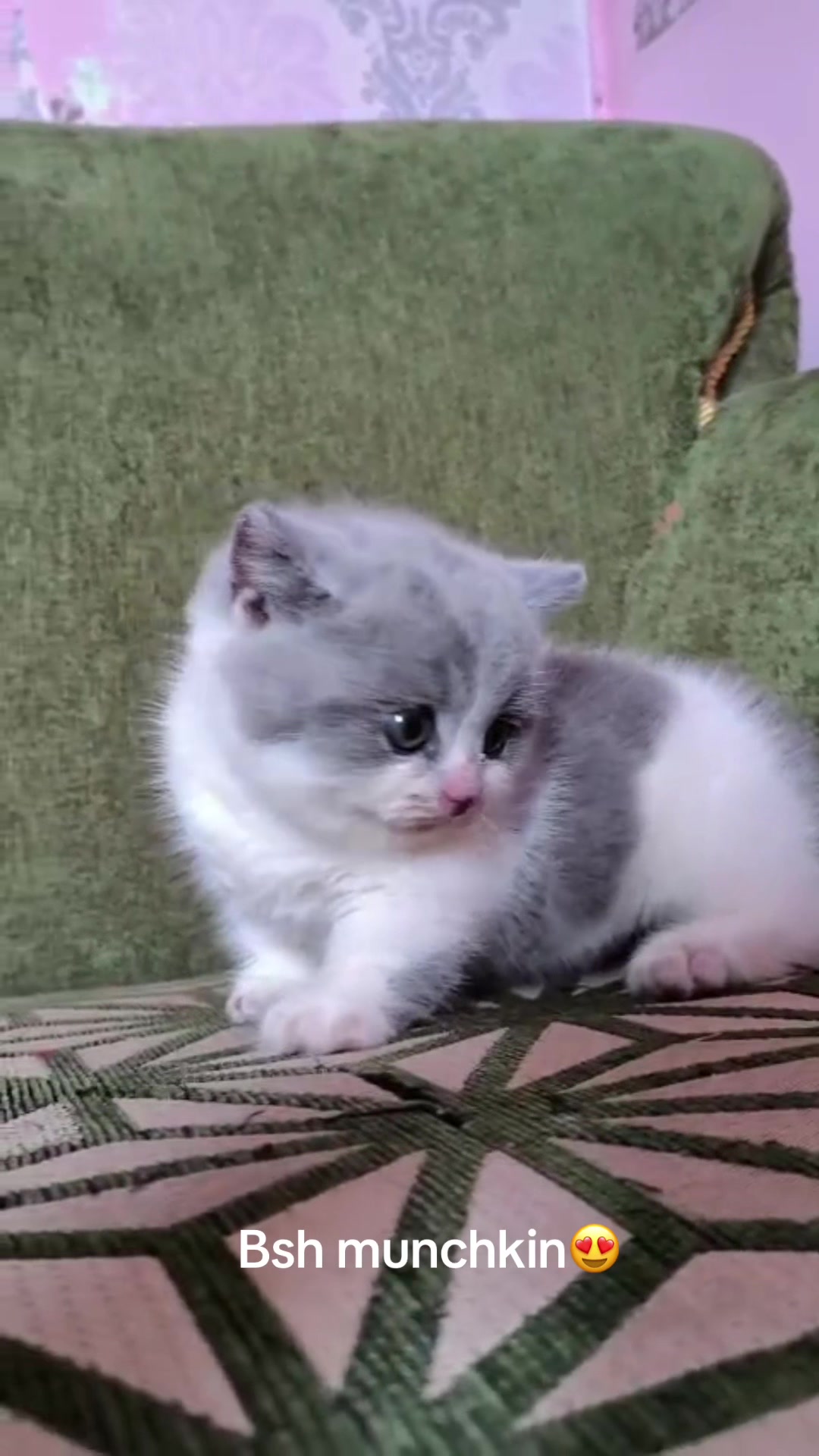 @Alghaizancathouse