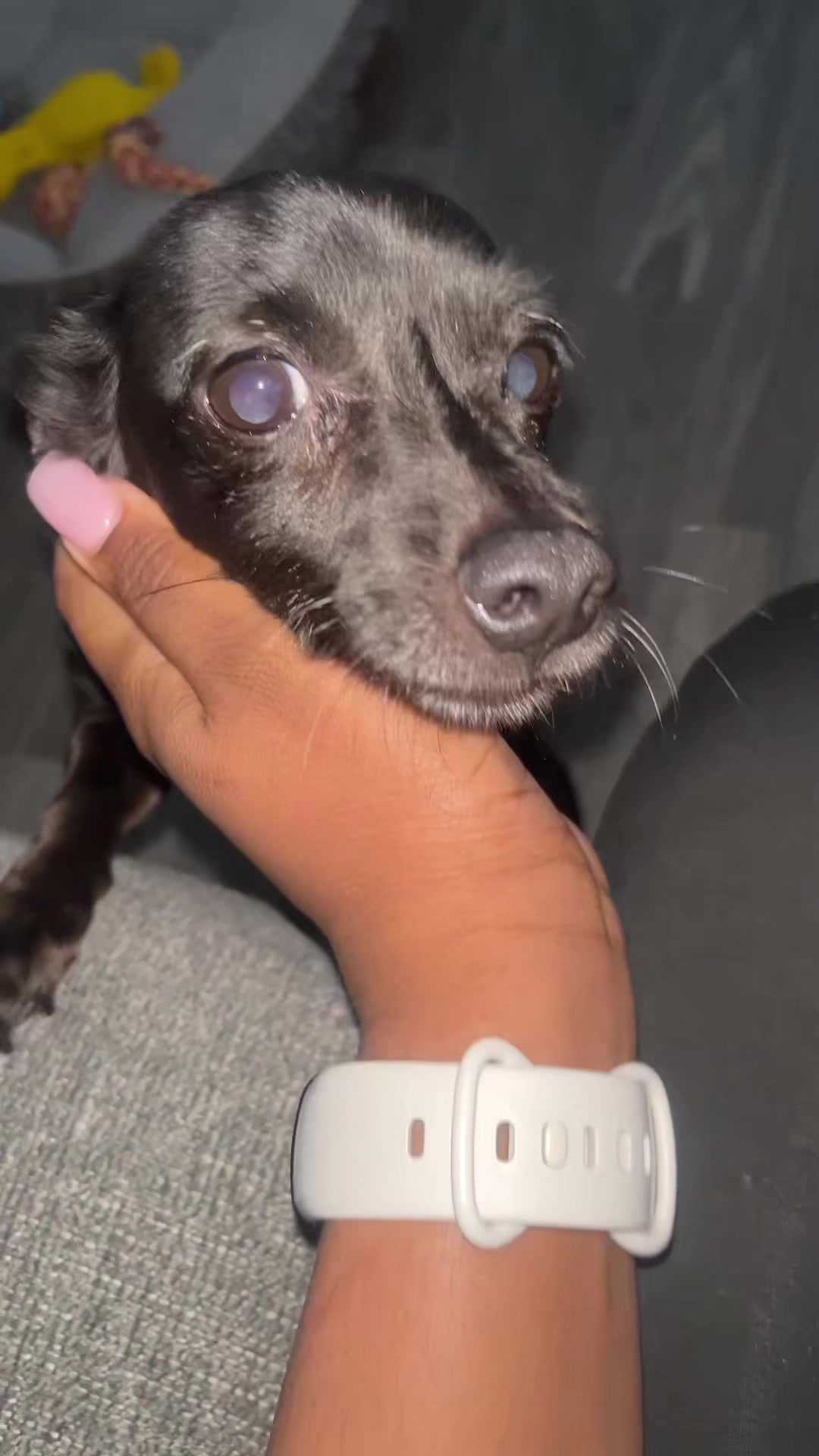 @Blackjack_Chihuahua