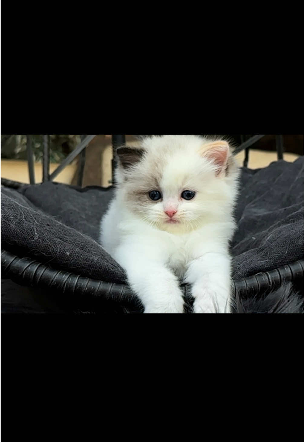 @My Epic Ragdoll