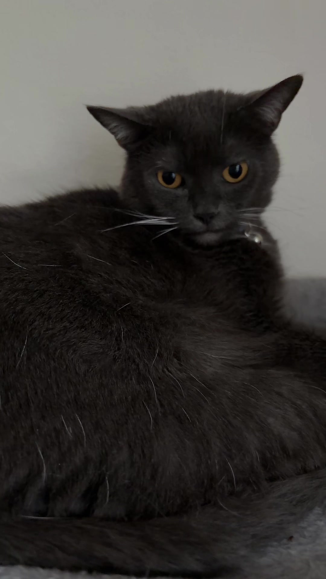 @zeldathecutecat