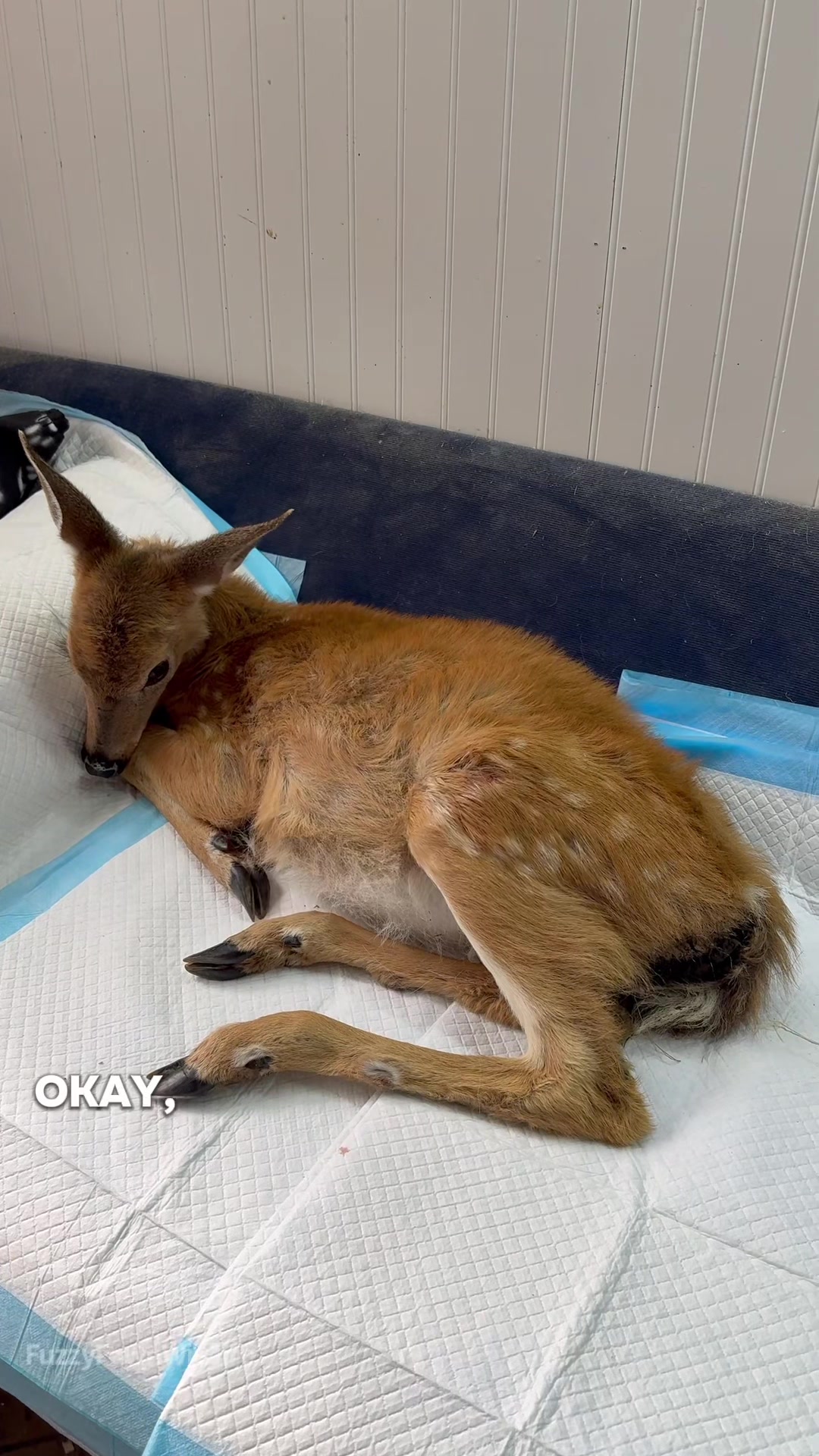 @Fuzzy Fawn Wildlife
