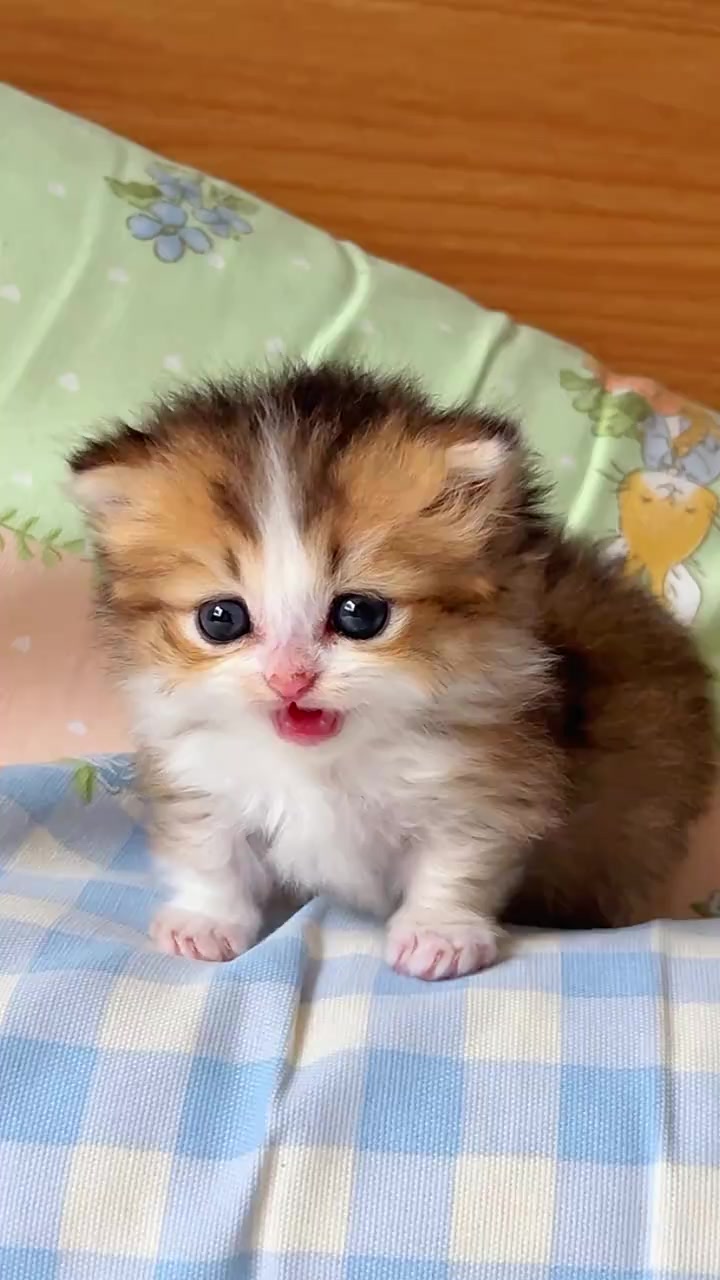 @kikicat