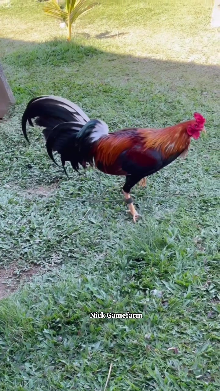 @NICK GAMEFARM