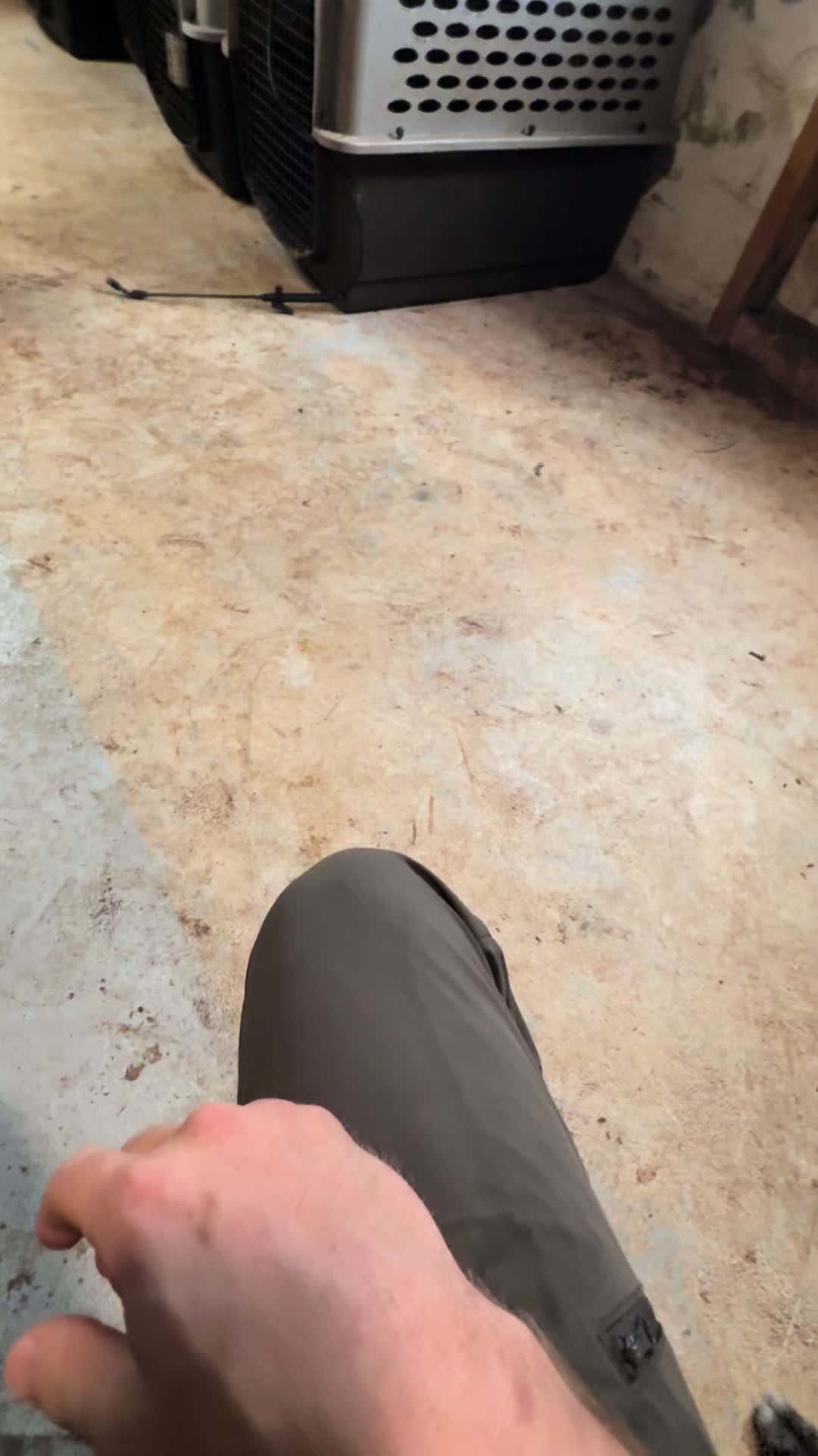 @Ncringdogs