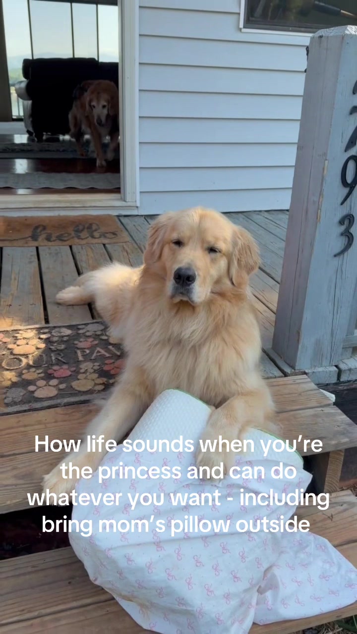@DogMomisms