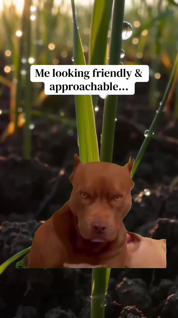 @Randomized Content Australia❌️
