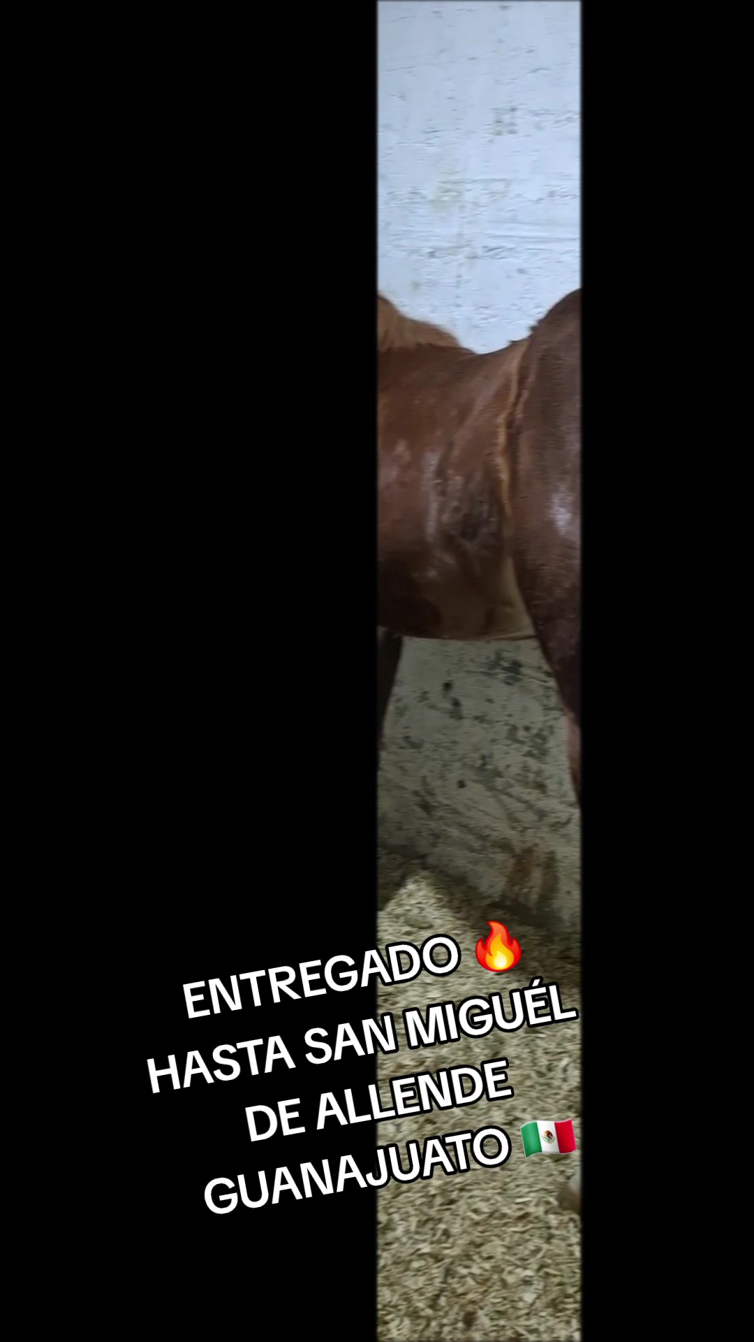 @EvHorses Zacatecas