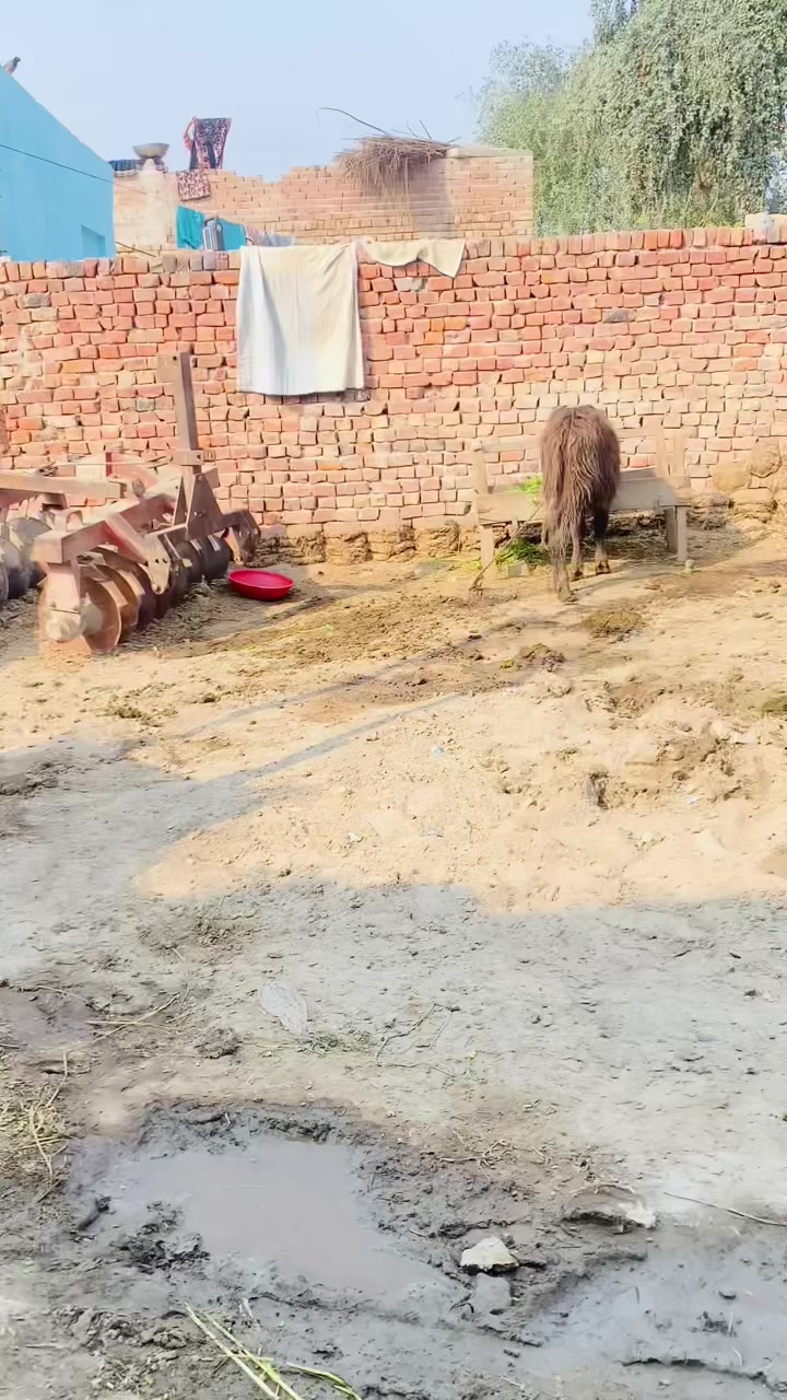 @شاہ زیب کھوکھراں آ لا