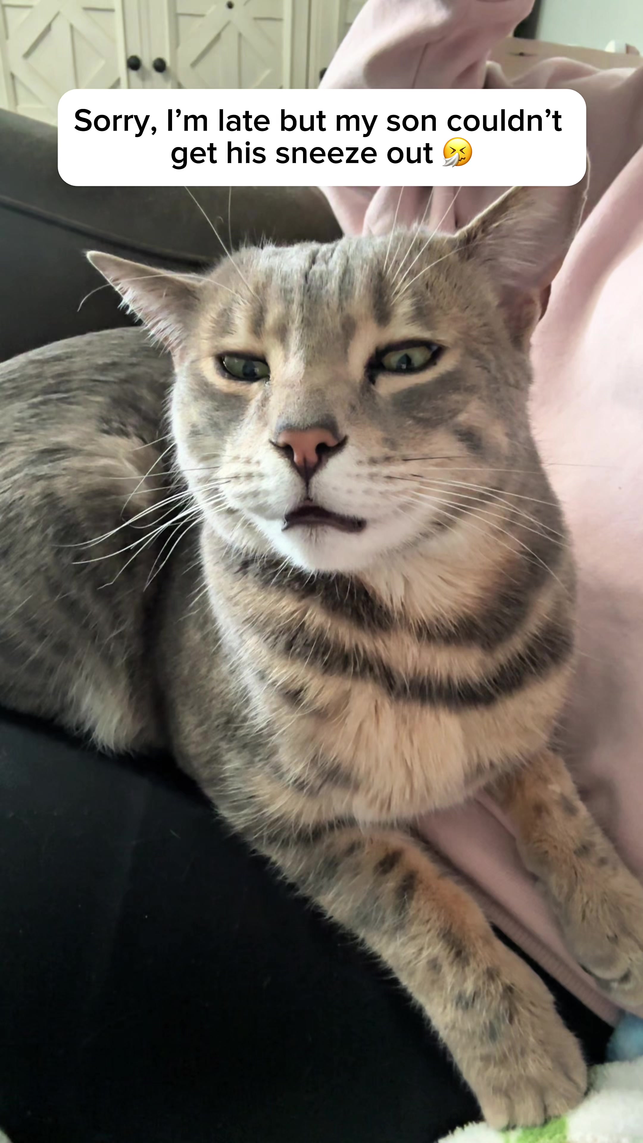 @Mochi the Bengal