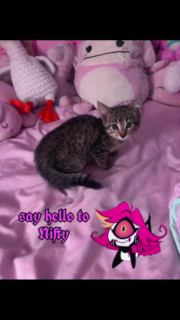 @꒰ა 𝔄𝔫𝔤𝔢𝔩 𝔅𝔲𝔫𝔫𝔶 ໒꒱