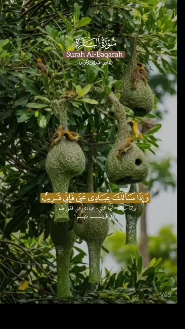 @Safeer Ali