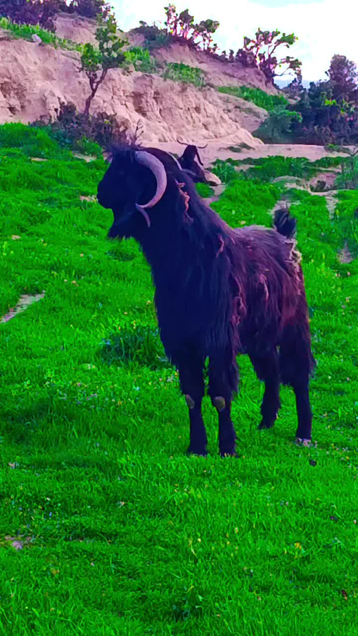@Yörükoğlu Yaşar 20