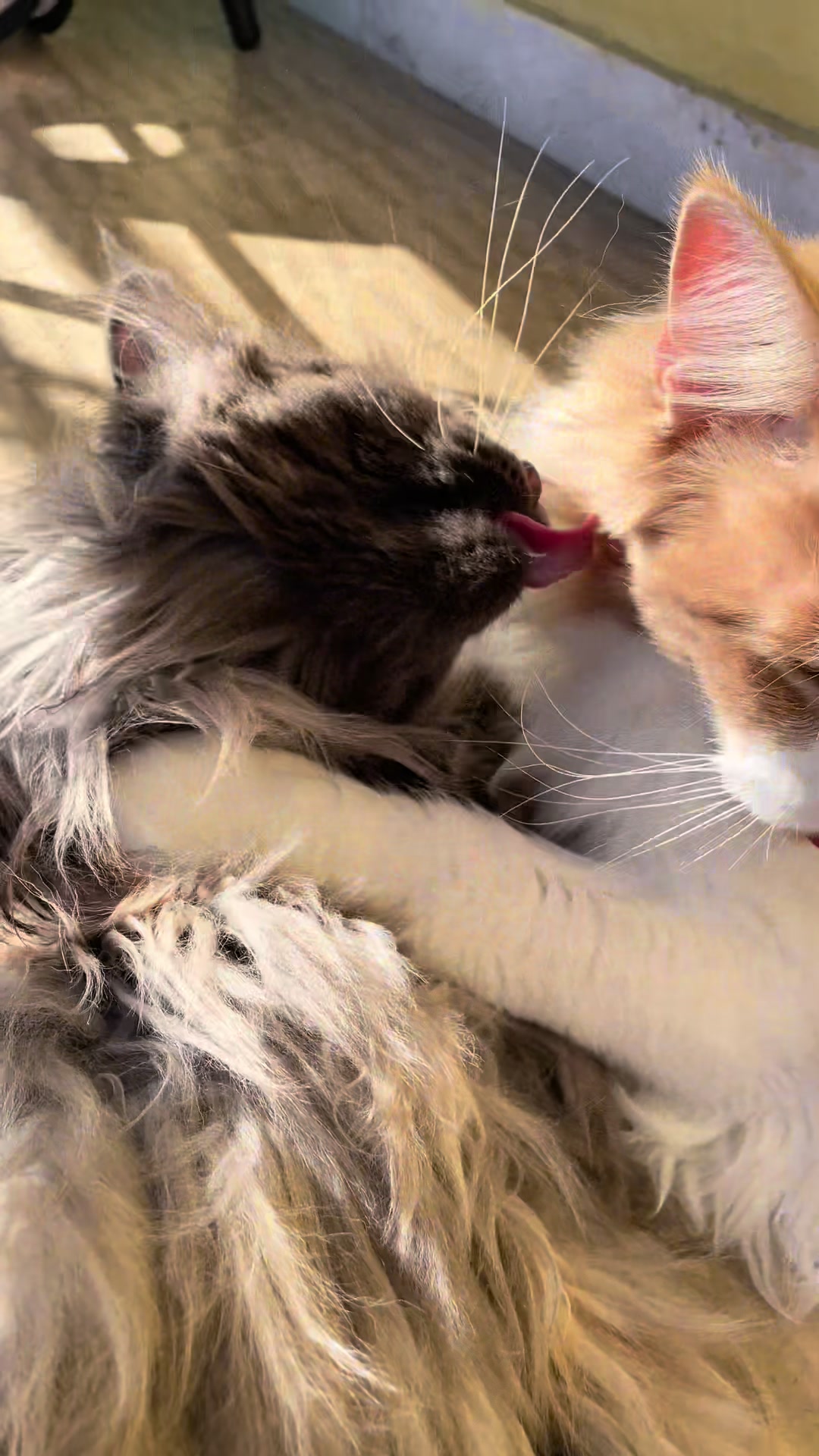 @Mike e Mendy Maine Coon