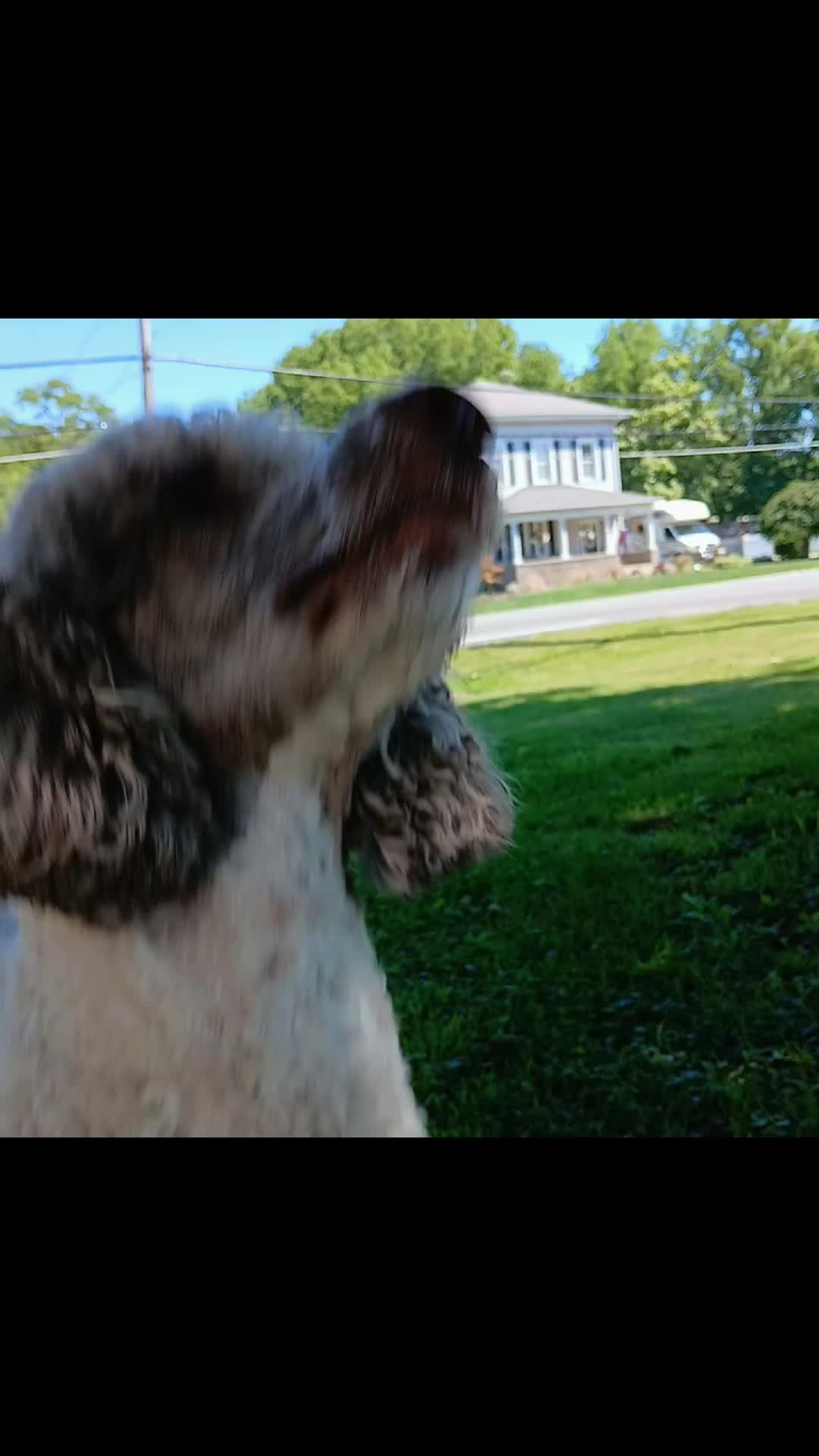 @crazy_dog_person