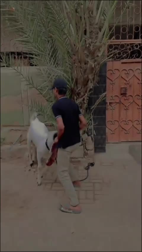 @🙌🫀عمار شیخ 🔥👀