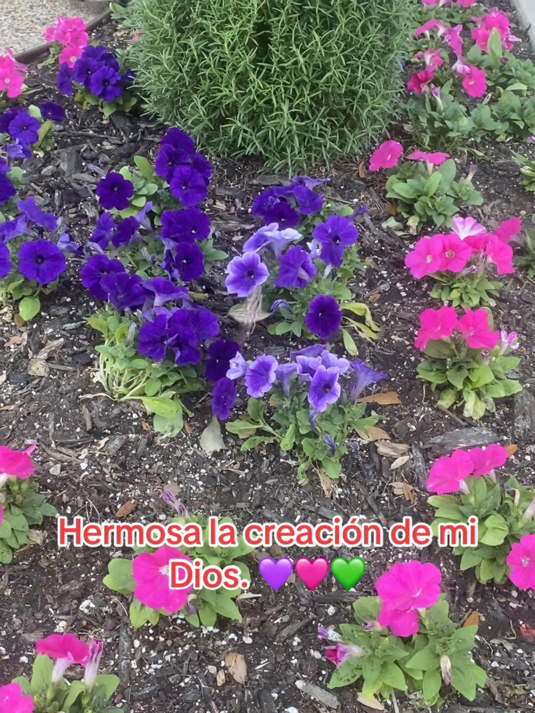 @Diana James