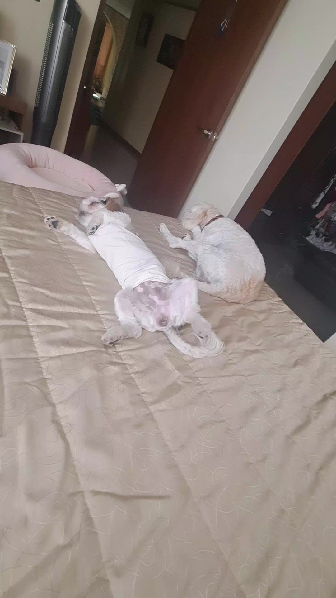 @Harry y Mila Life 🐶🐾