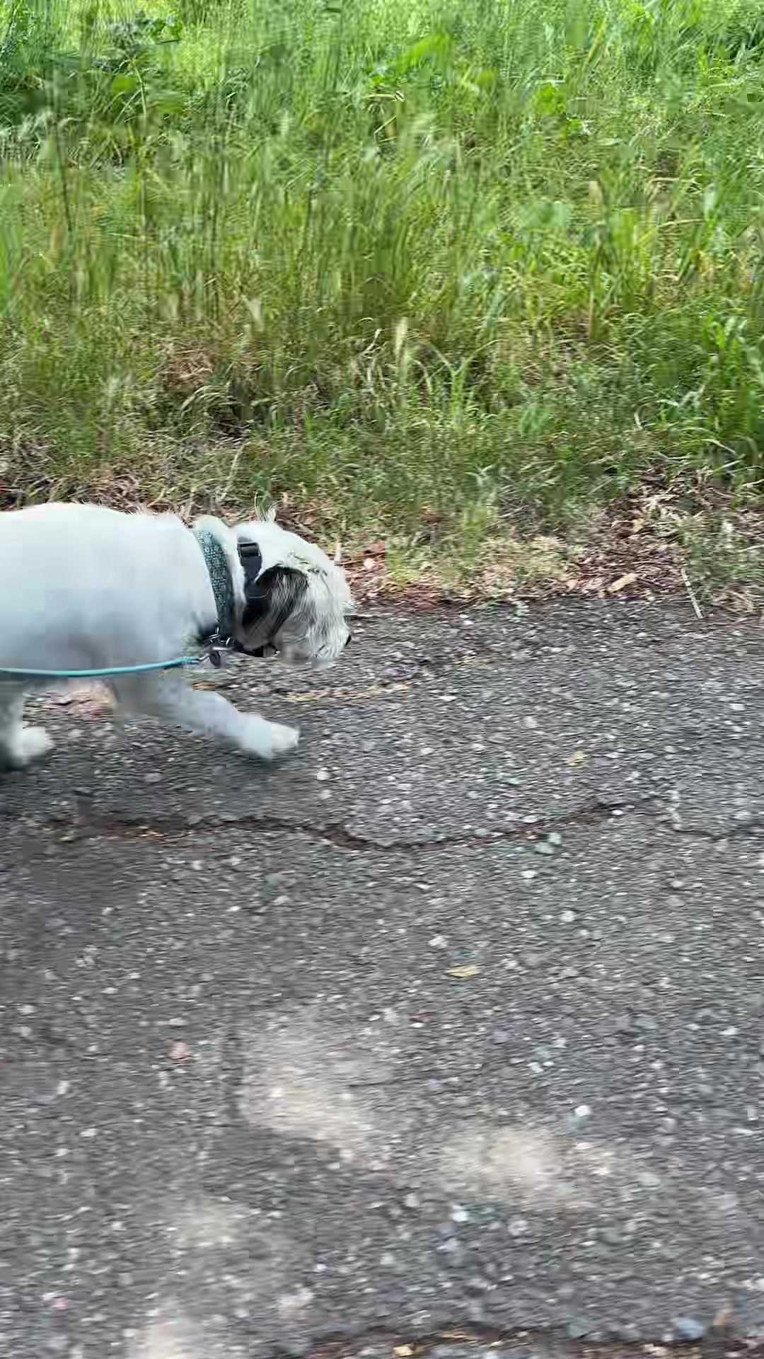 @dogwalkerannika