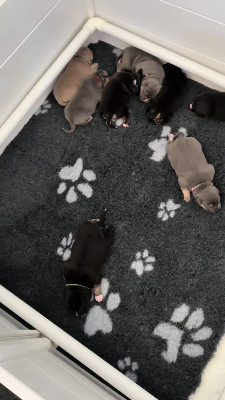 @TopQualityBullyKennel