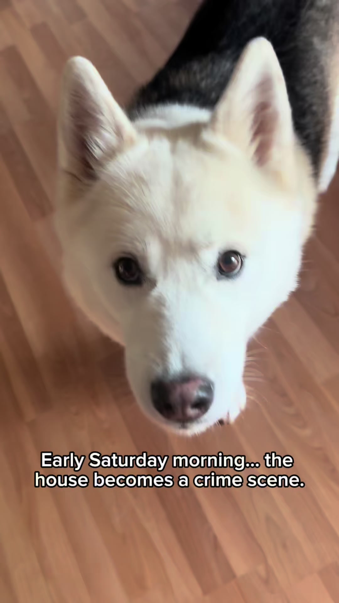 @FourHuskyteers