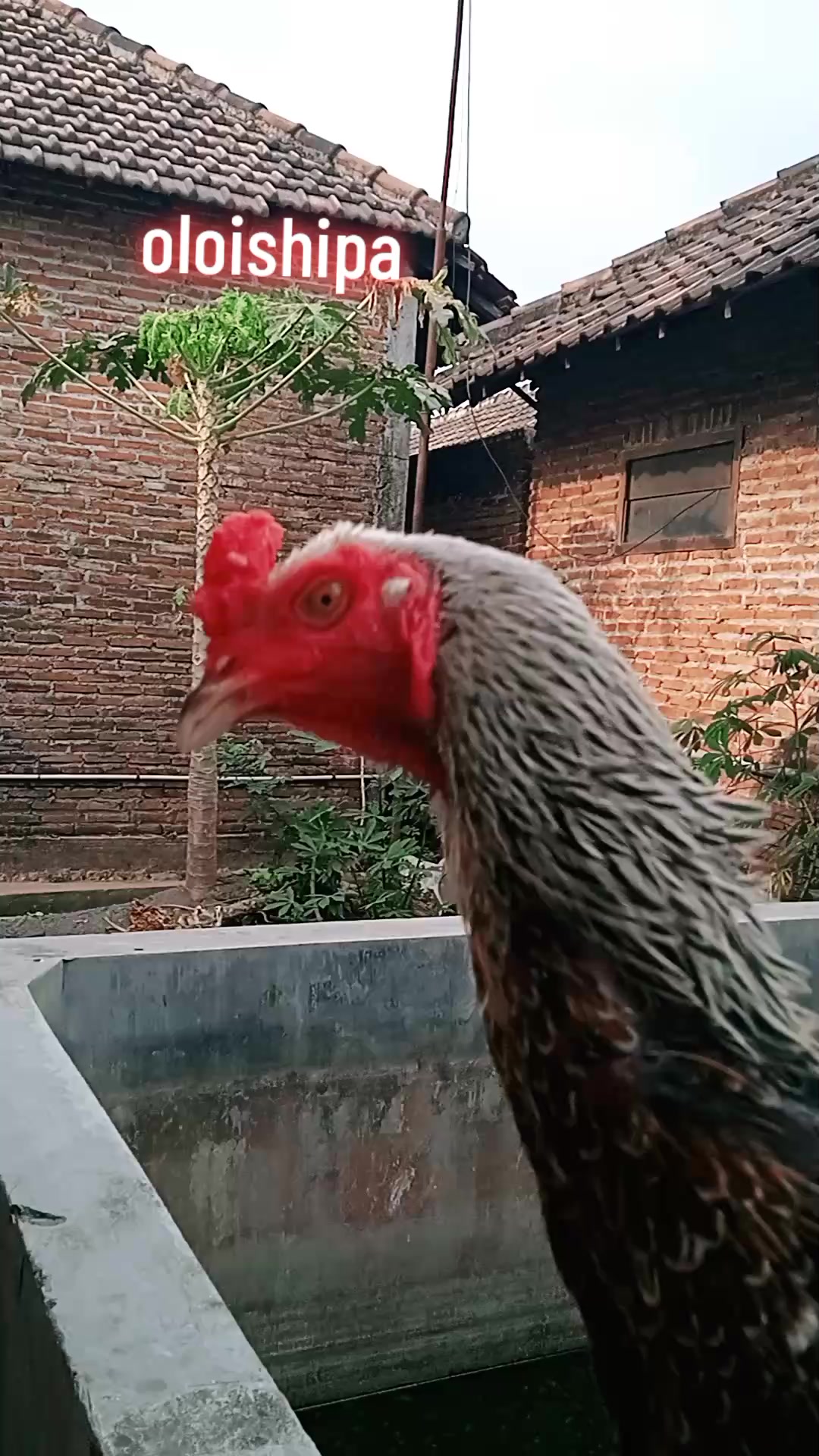 @bebek nyungsep