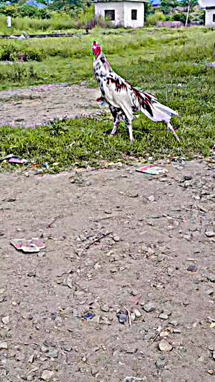 @🦅حیدری راجپوت🚩