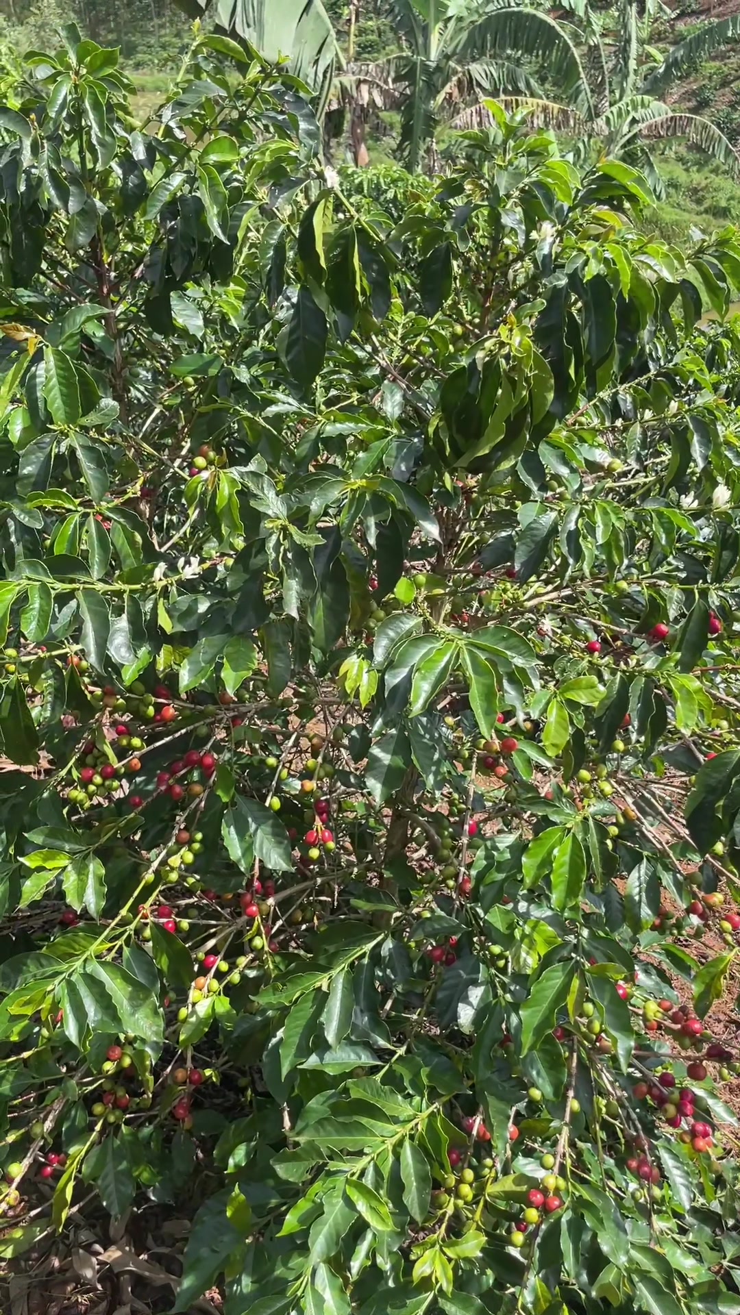 @mr.coffeeuganda