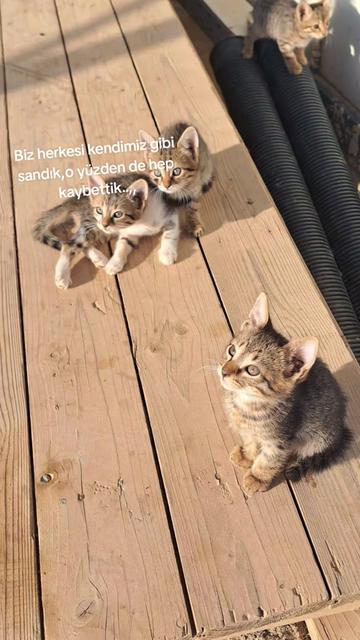 @Maviş gözlü güvenlik 45