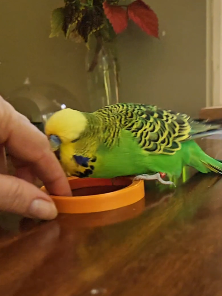 @Run Slow-Mo Charlie🦜
