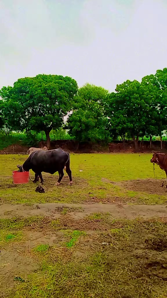 @Asan das chouhan