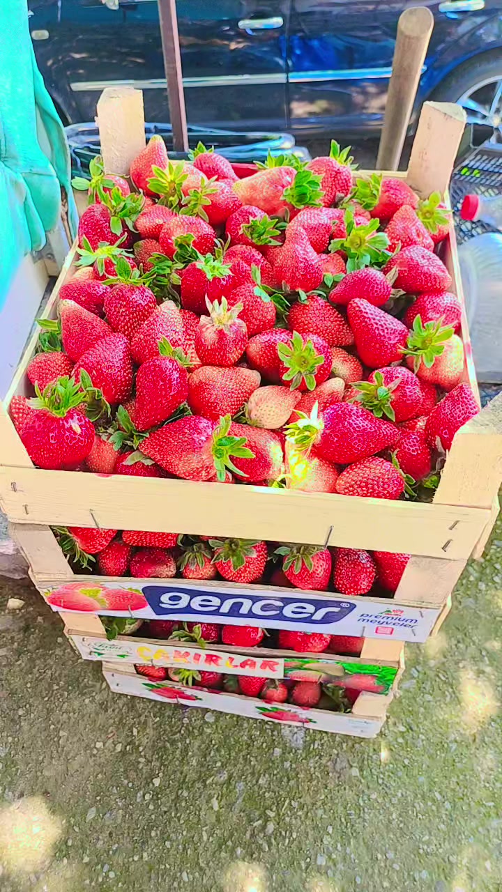 @TATAR RAMAZAN 09