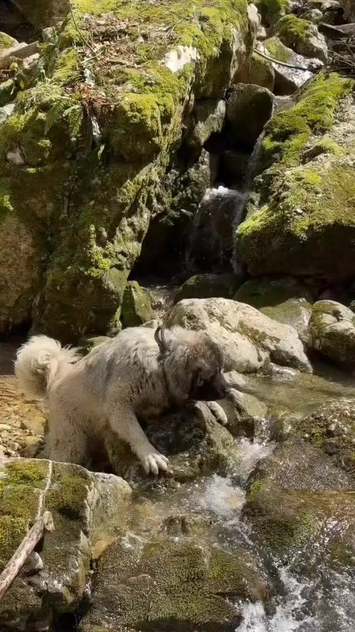 @Kashmiri_Bakrwal_Dog