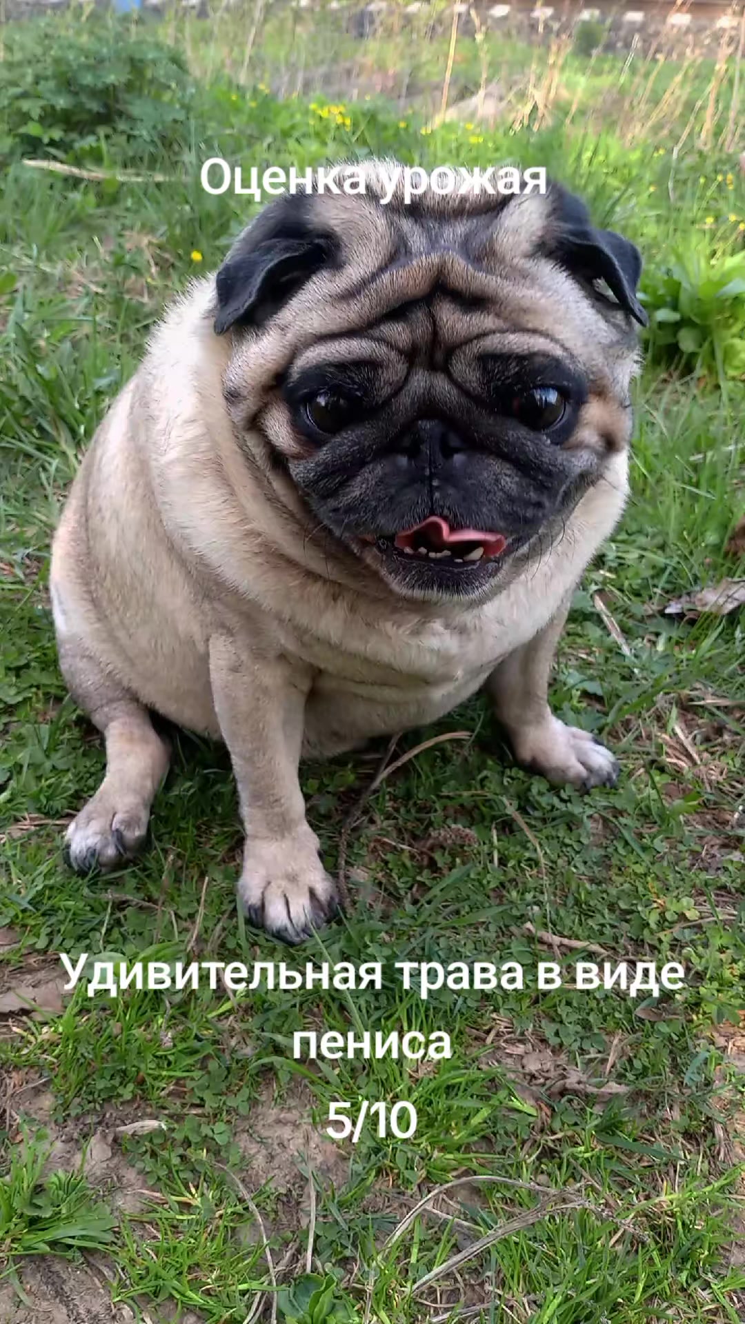 @tg: SamMops76
