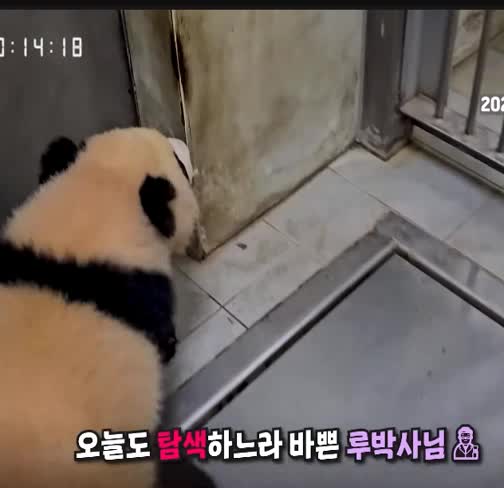 @K-PANDA kim
