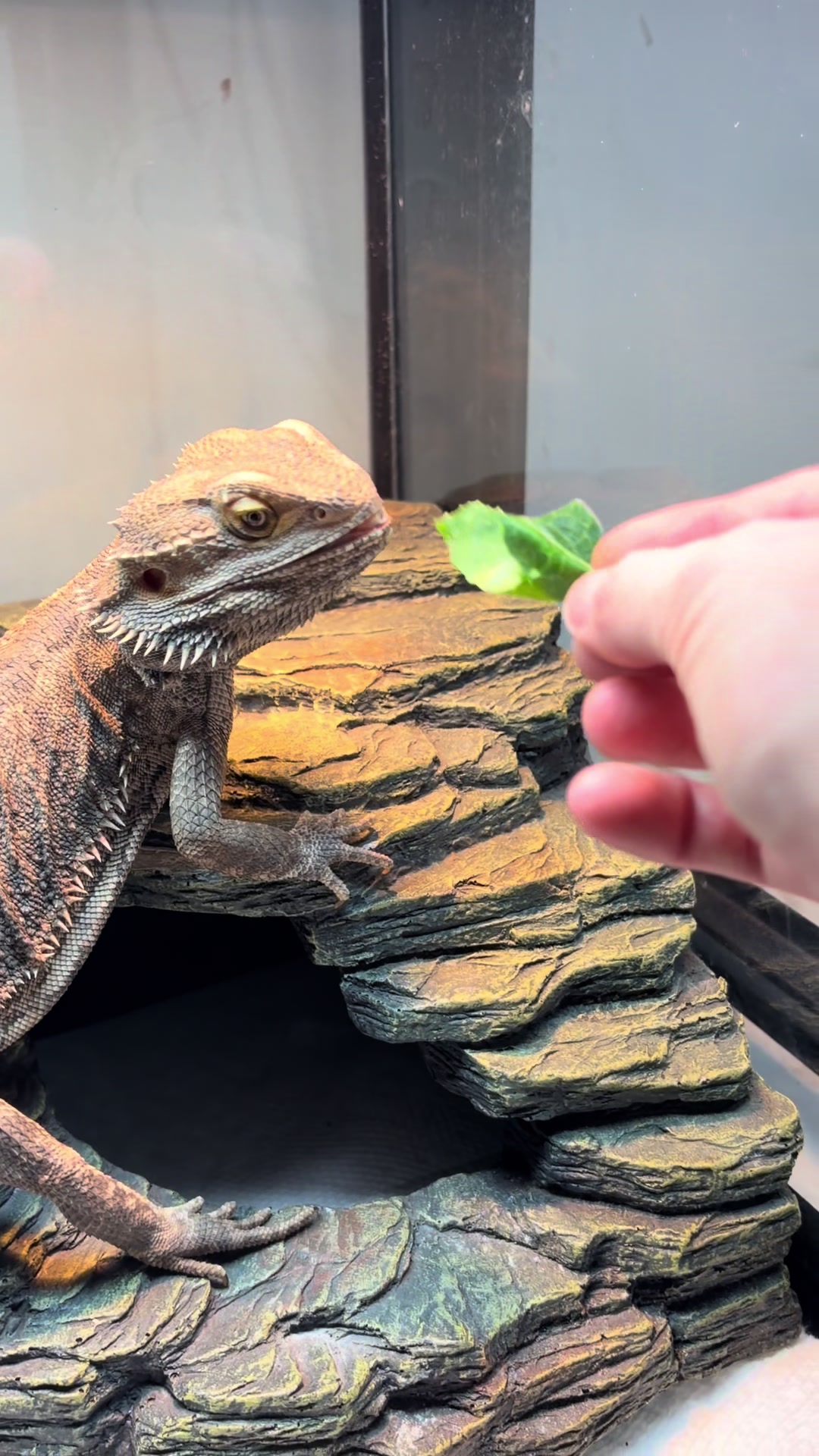 @layla🦎🍃