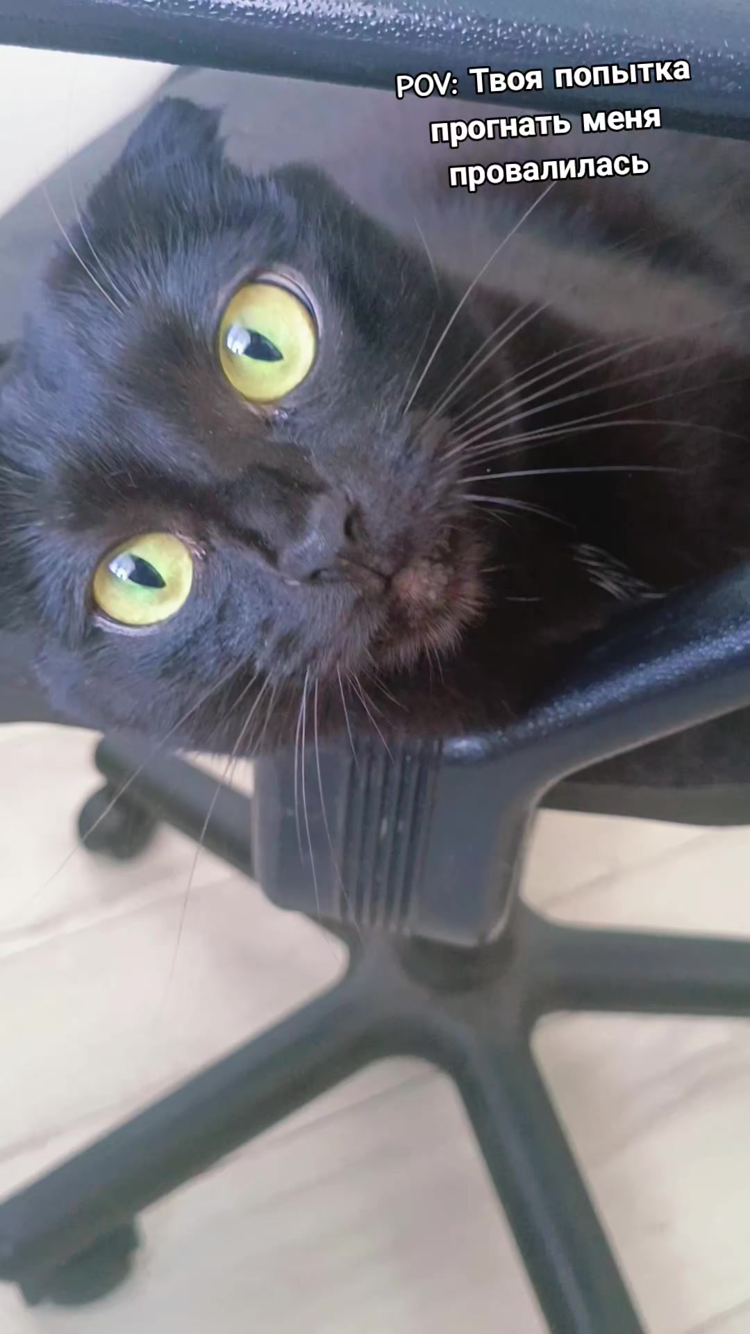 @ИрА😹Эля🐾🐾 ✔