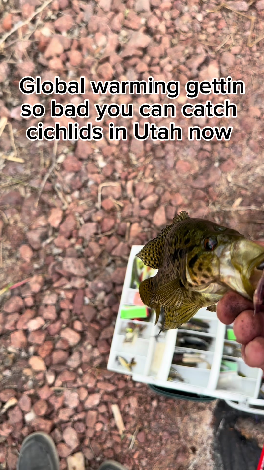 @FullmersFish