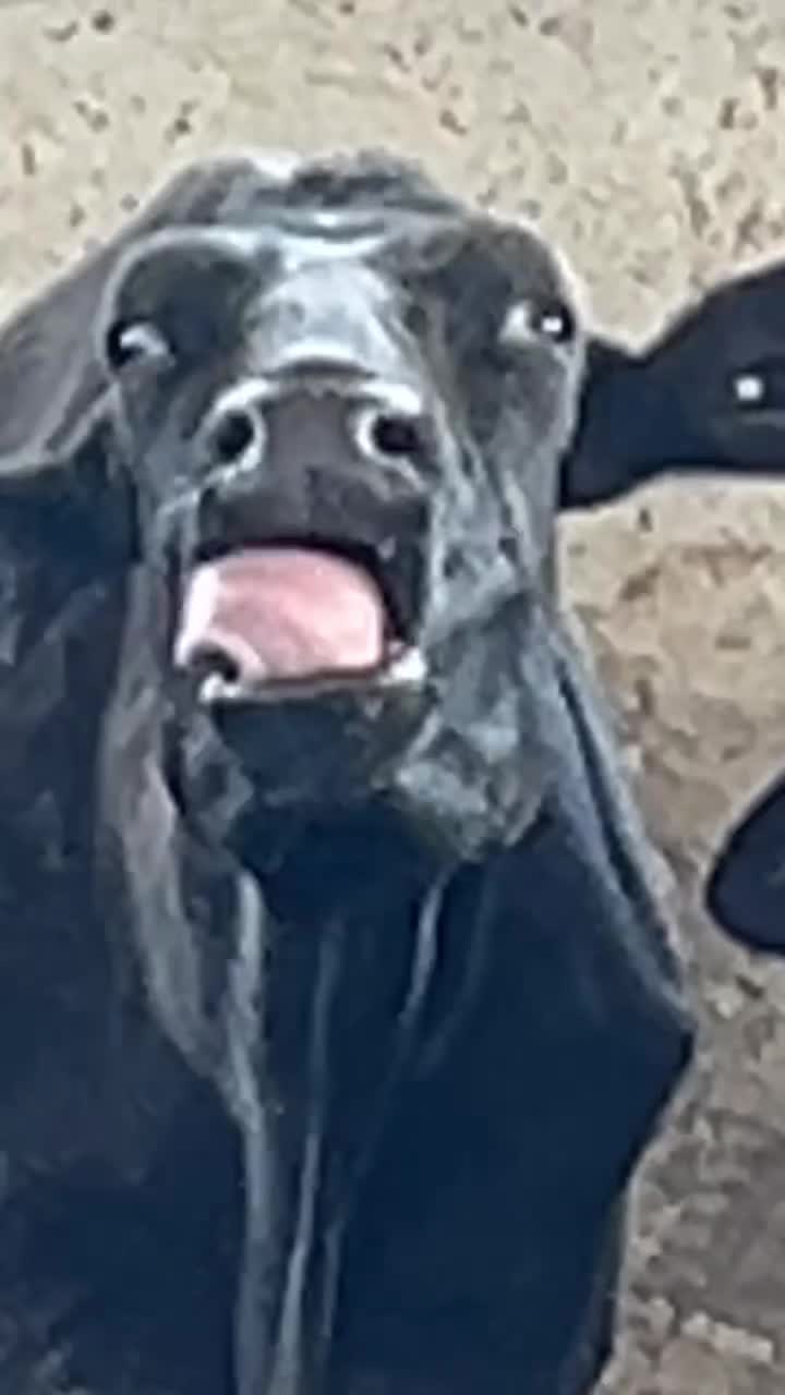 @Tevfik_ksa