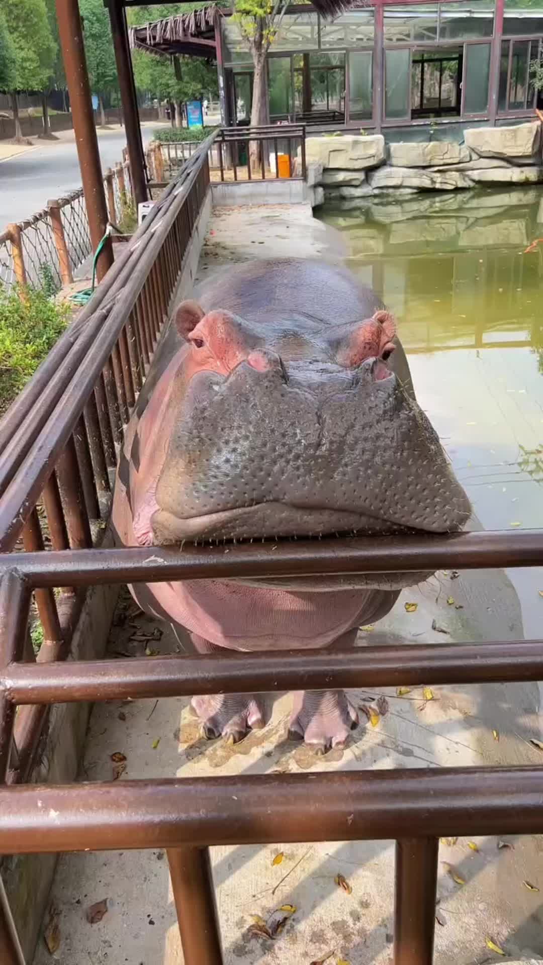 @Hippo