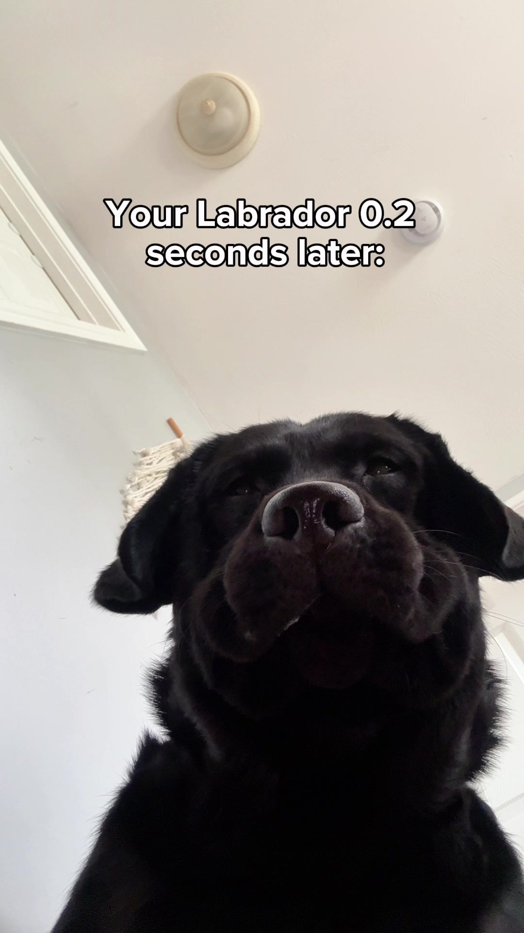 @DennisTheBlackLab