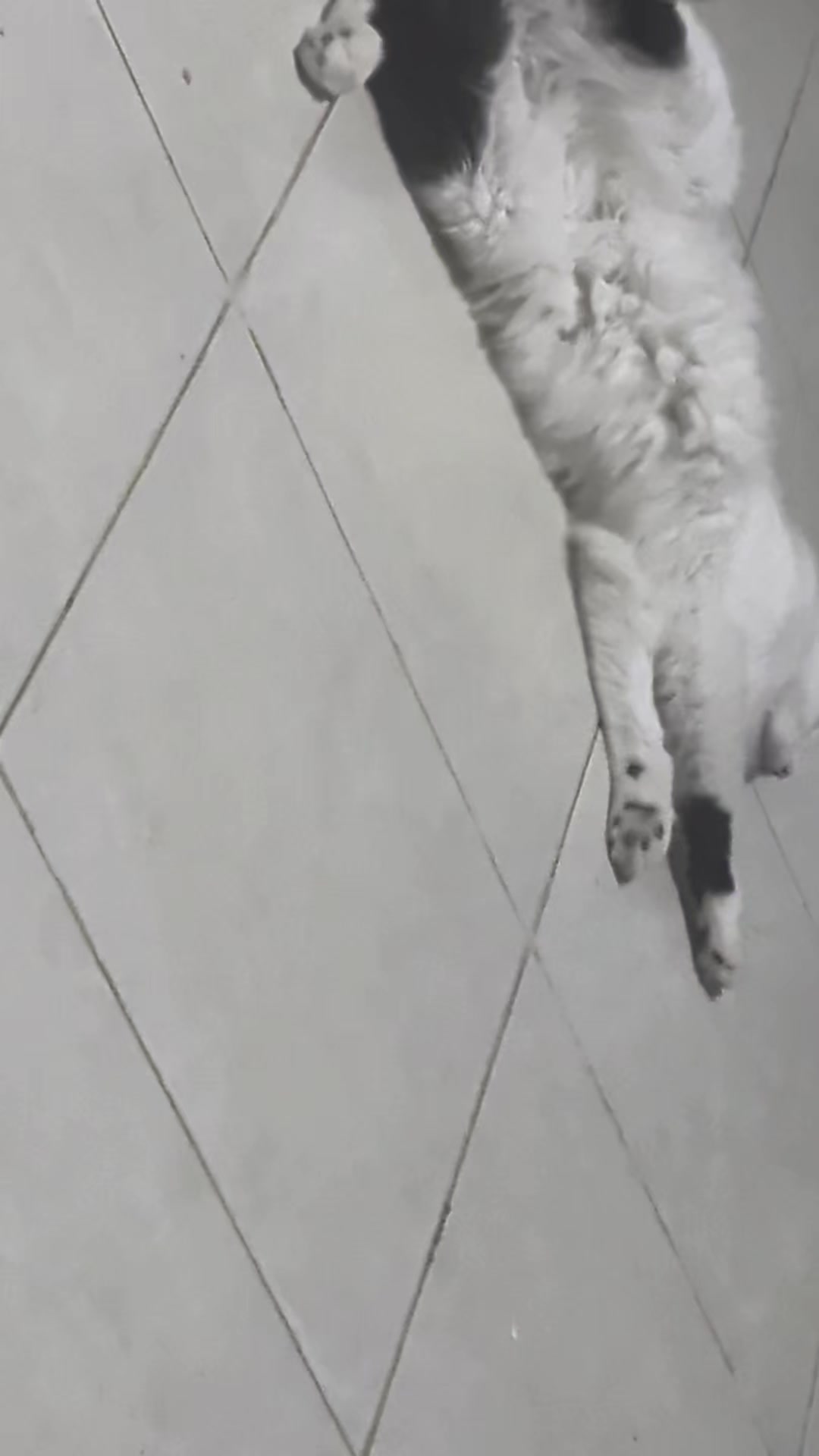 @Boinas 🐱
