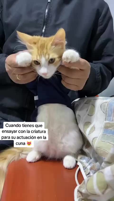 @franzc91