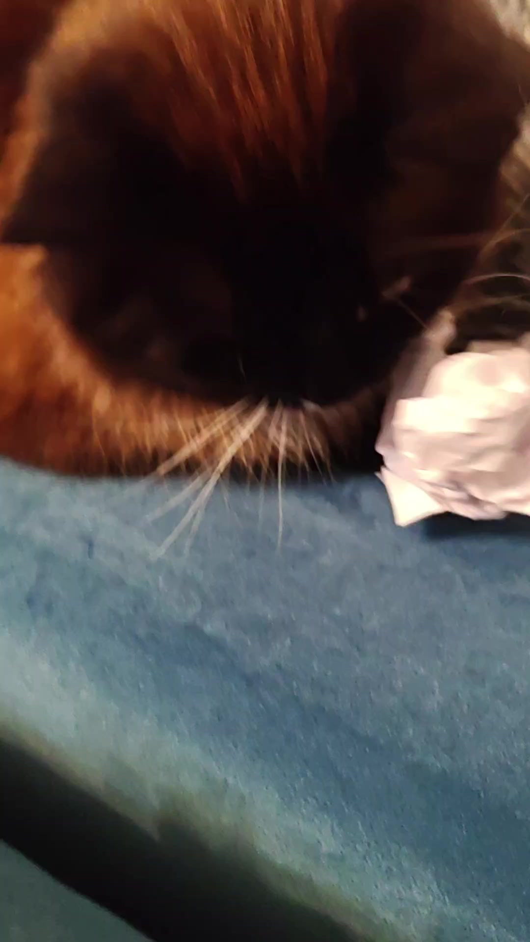 @CoolCat20146423