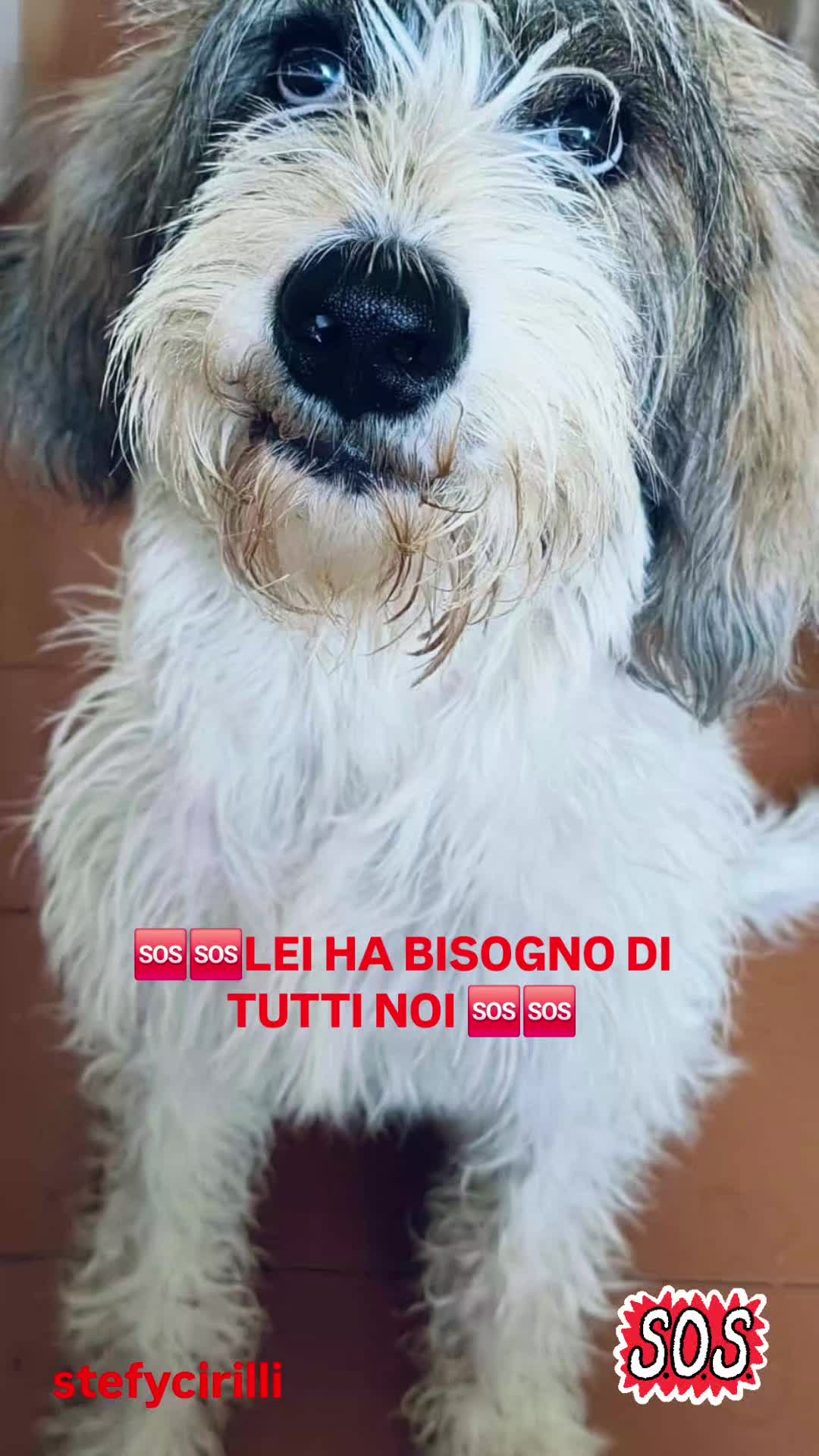 @Stefy Cirilli