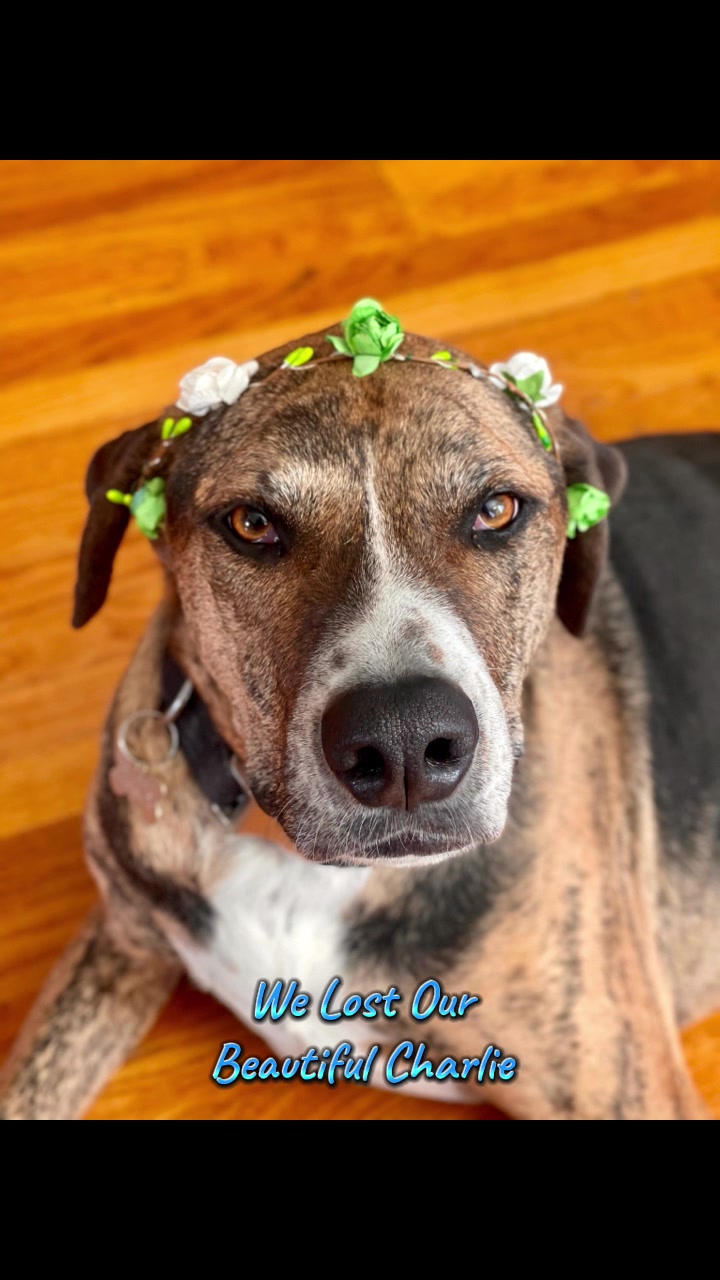 @FurEver Loving Care 🐾(Andrea)