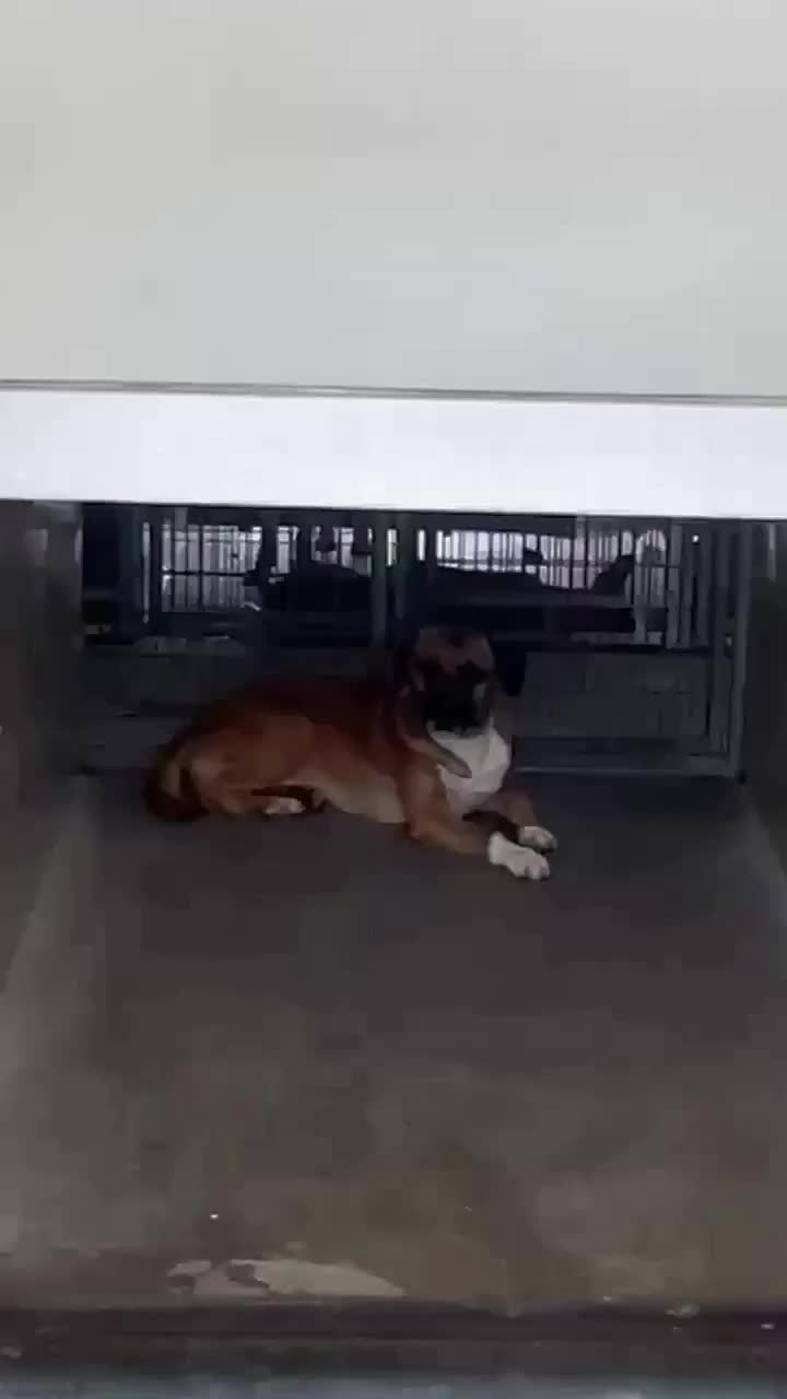 @Cane Corsos