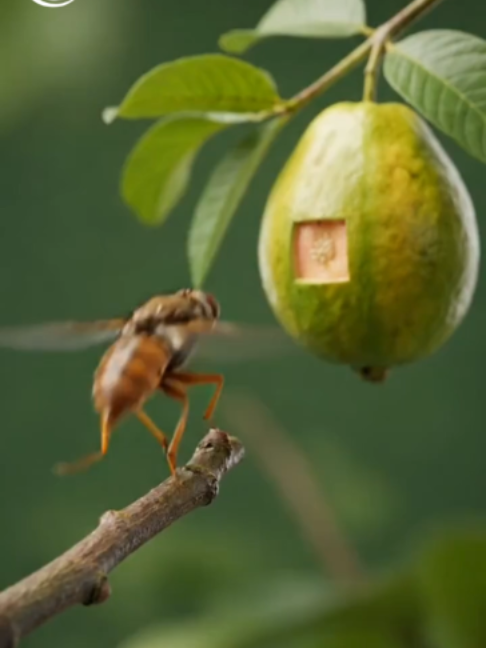 @Agrobio🤠✨️🌱