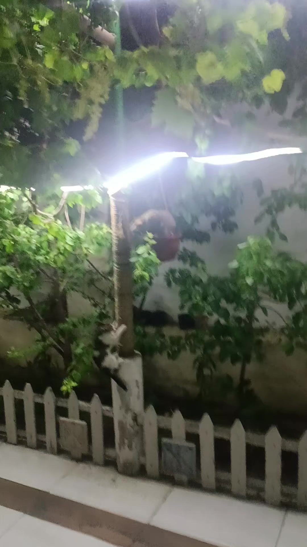 @ELXAN 531