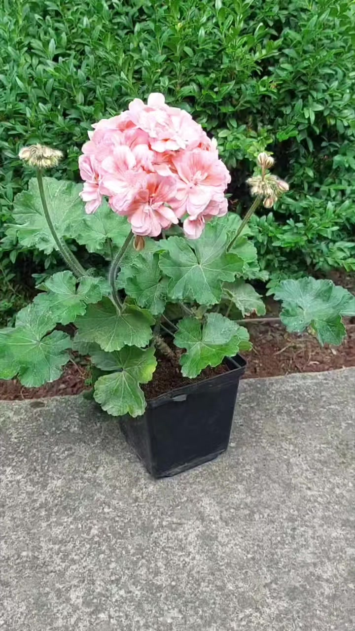 @💧Çiçek dostu 🇹🇷💧