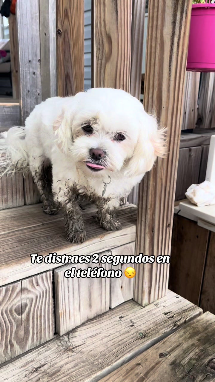 @AZUL🐶🥰